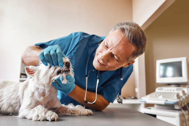 Best Pediatric Emergency Dentist in Cortland, OH